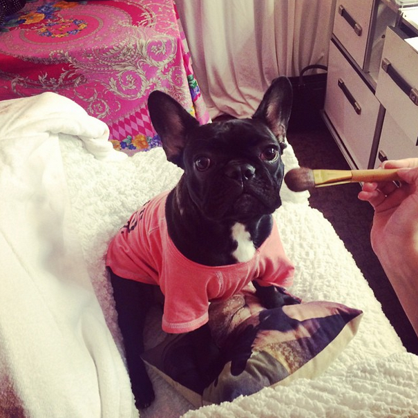 Can You Guess Who These Celebrity Pets Belong To?