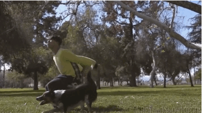 That dog... I wonder how long it took him to teach his owner how to do that backflip?