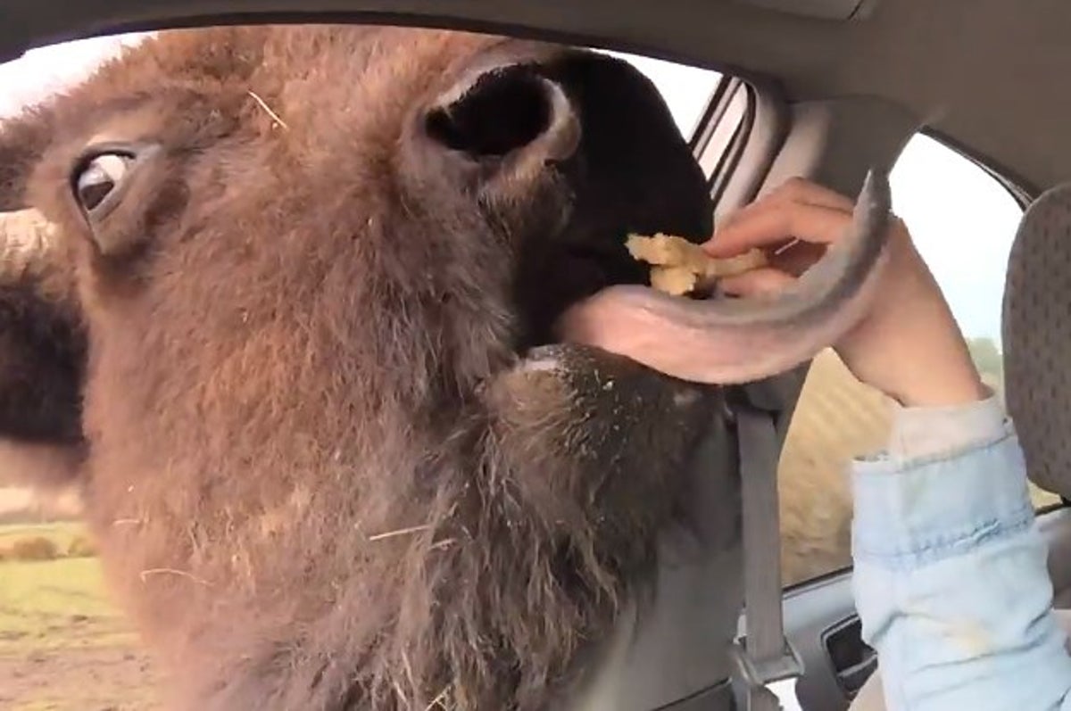 This Girl Was Feeding A Buffalo Out Her Car Window And OMG His Tongue