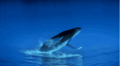 I think the camera is upside down underwater... Or maybe this is a depiction of how whales see the human world... It's all beneath them...