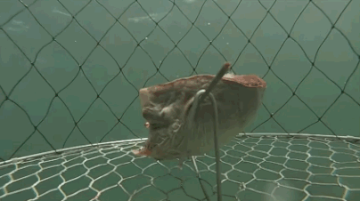 We're all a bunch of savages... We're no different from the fish...
