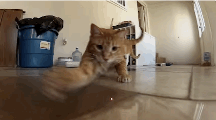 I had a laser pointer in the '90s... A teacher took it away because I was playing around with it in English class... That was the last time I ever saw that laser pointer... Cool cat.