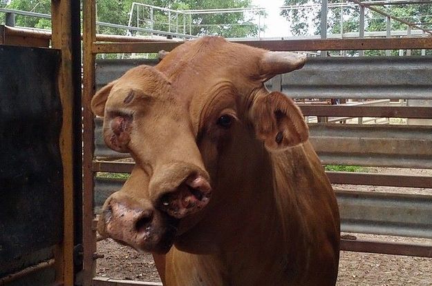 A Bull With Two Faces Has Just Been Sold In Australia