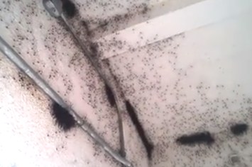 https://img.buzzfeed.com/buzzfeed-static/static/2015-03/12/17/campaign_images/webdr03/this-video-of-thousands-of-spiders-falling-from-a-2-24495-1426197320-1_big.jpg