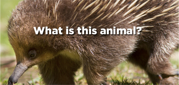 Can You Guess What These 11 Adorable Animals Are?