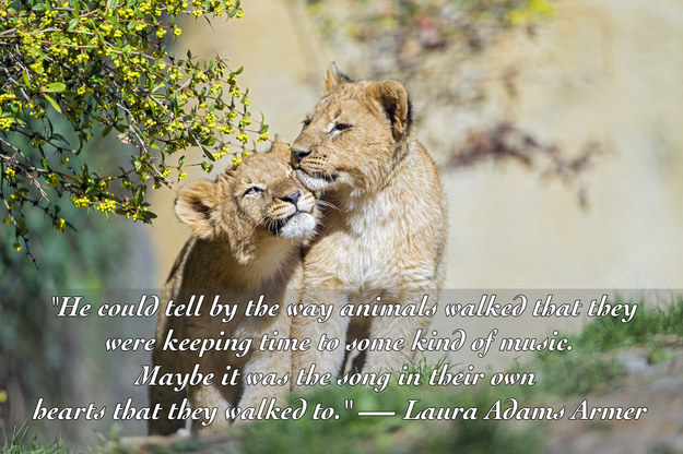 25 Quotes About Animals That Will Make You A Better Human