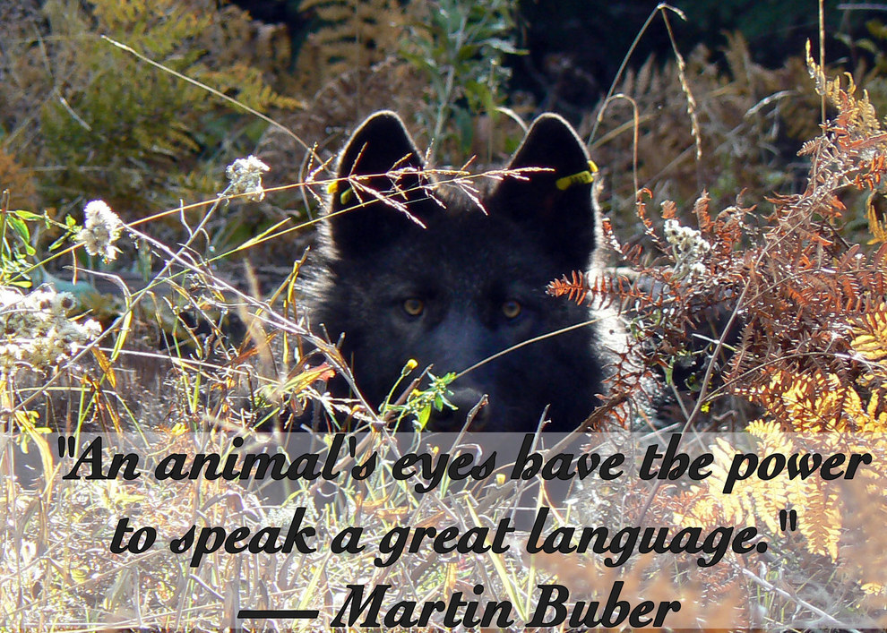 25 Quotes About Animals That Will Make You A Better Human