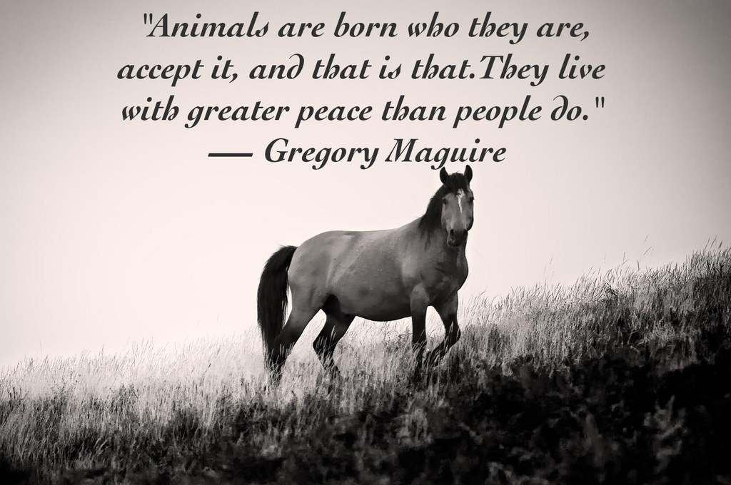 25 Quotes About Animals That Will Make You A Better Human
