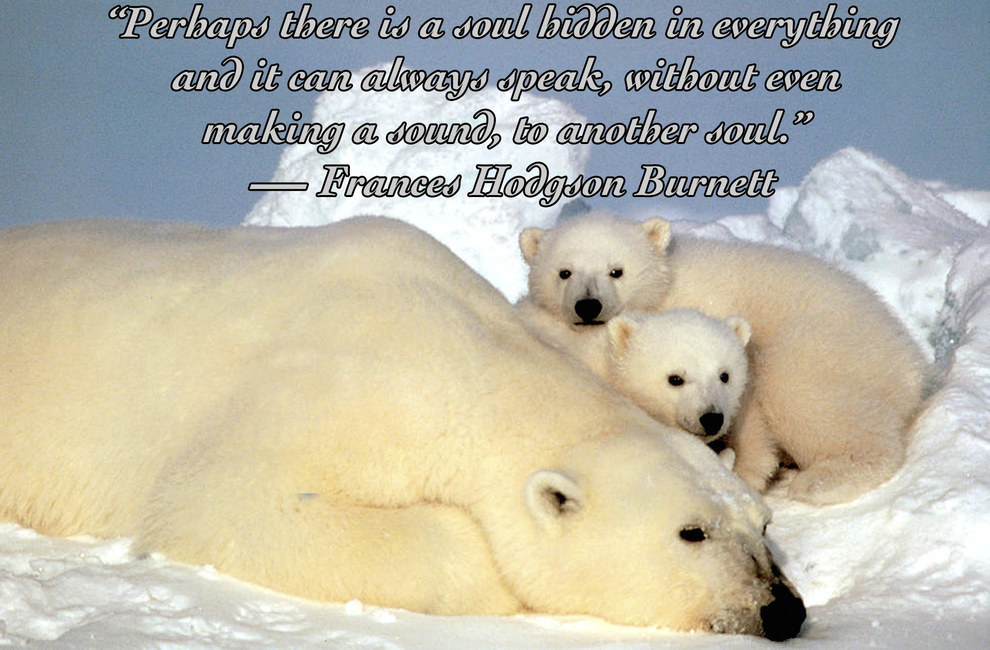 25 Quotes About Animals That Will Make You A Better Human