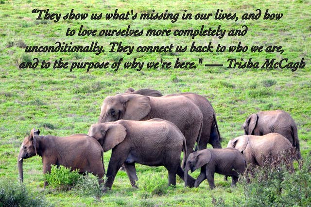 25 Quotes About Animals That Will Make You A Better Human