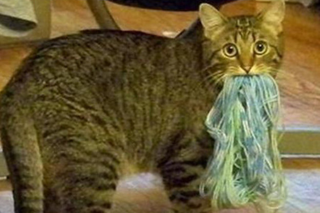 26 Hacks That Will Make Any Cat Owner S Life Easier