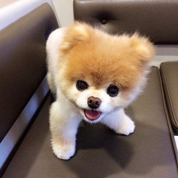 Boo