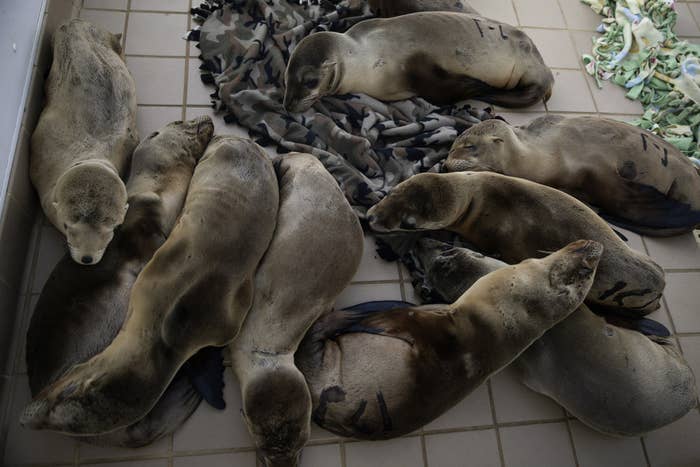 Rescued sea lion pups rest in a holding pen at the Pacific Marine Mammal Center, Monday, March 2, 2015, in Laguna Beach, California.