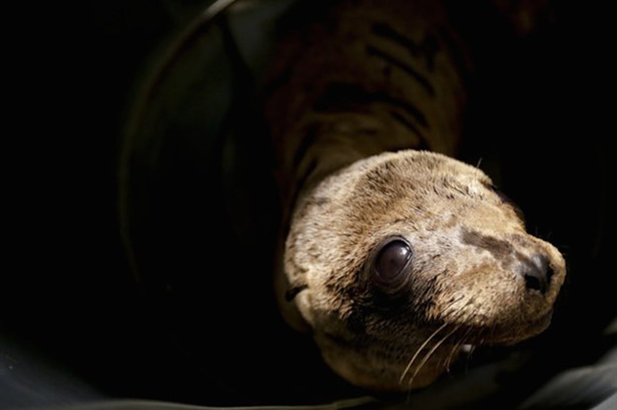 Massive, rare sea lion unexpectedly appears at CA pier