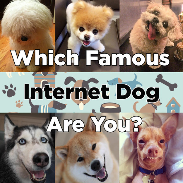 Which Famous Internet Dog Are You