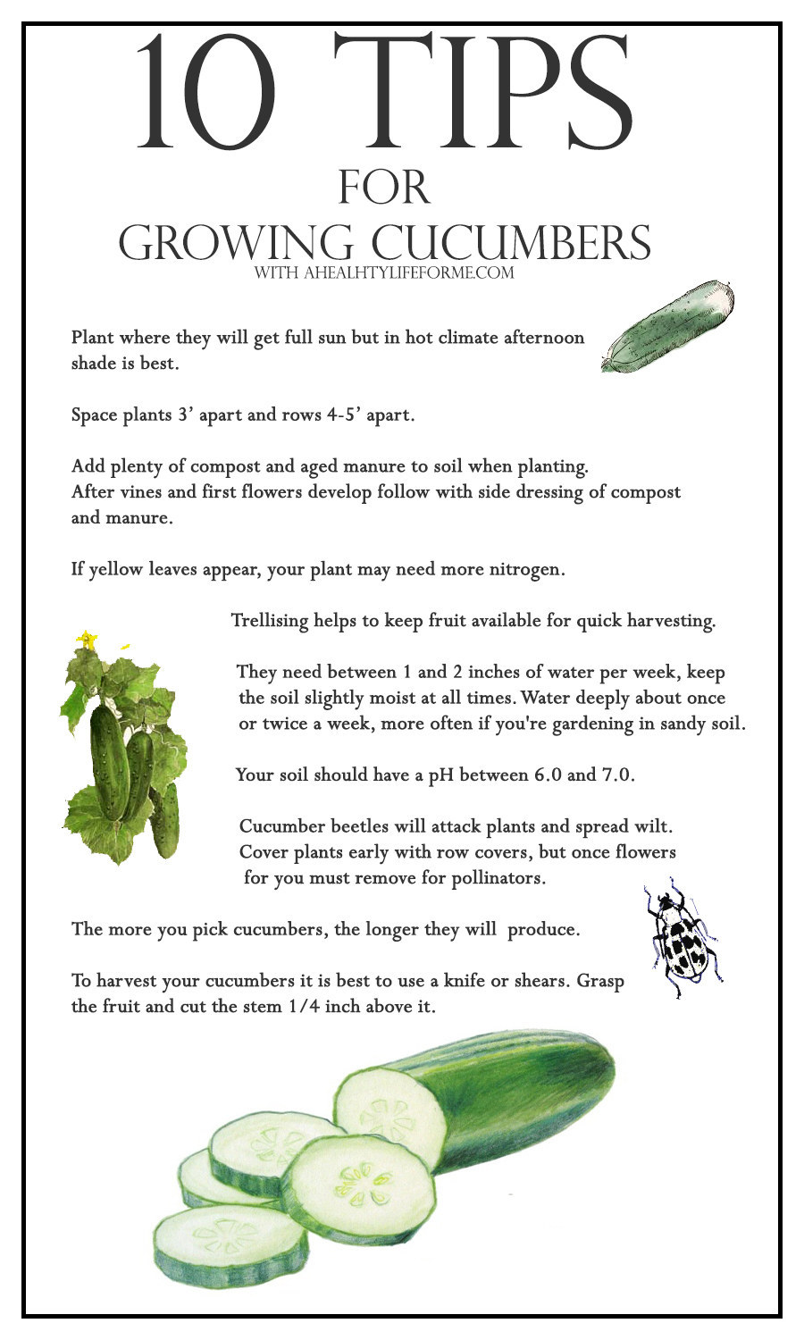 Cucumber Growth Chart