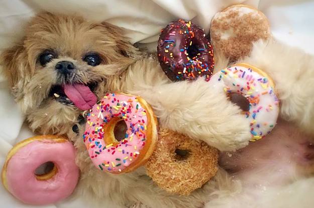 Which Famous Internet  Dog Are You 