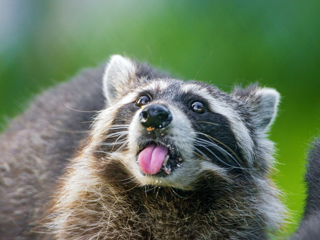 This particular friend and I are quite close, therefore he has extensive knowledge of my ~hatred~ for raccoons. *shivers @ thought*