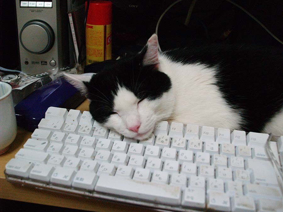 20 Cats Sleeping On Computers