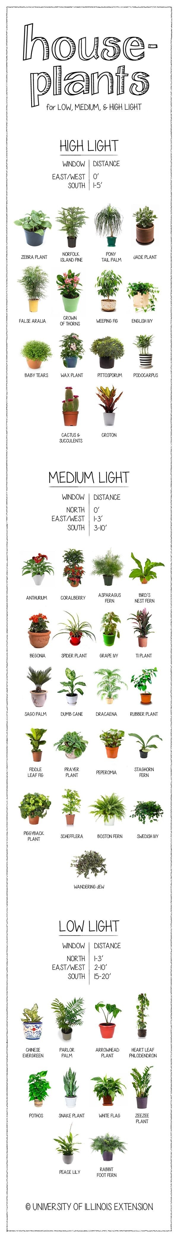 How much light does your houseplant need? Find out on this handy chart.