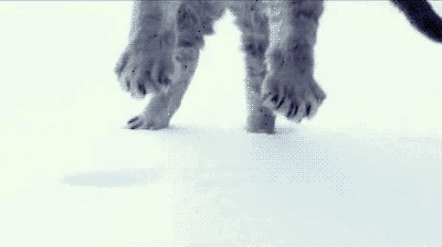 Cat knows how it's done. If only there were a pill that could help us forget what snow feels like so we could do it for the first time every time.