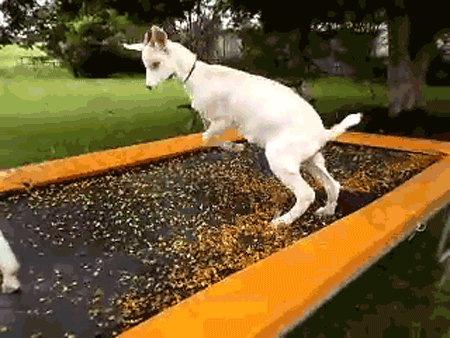 Like this crazy goat. He's having his first time, and he's loving life.