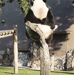 The satisfying snap of a branch is loved by humans and animals alike.