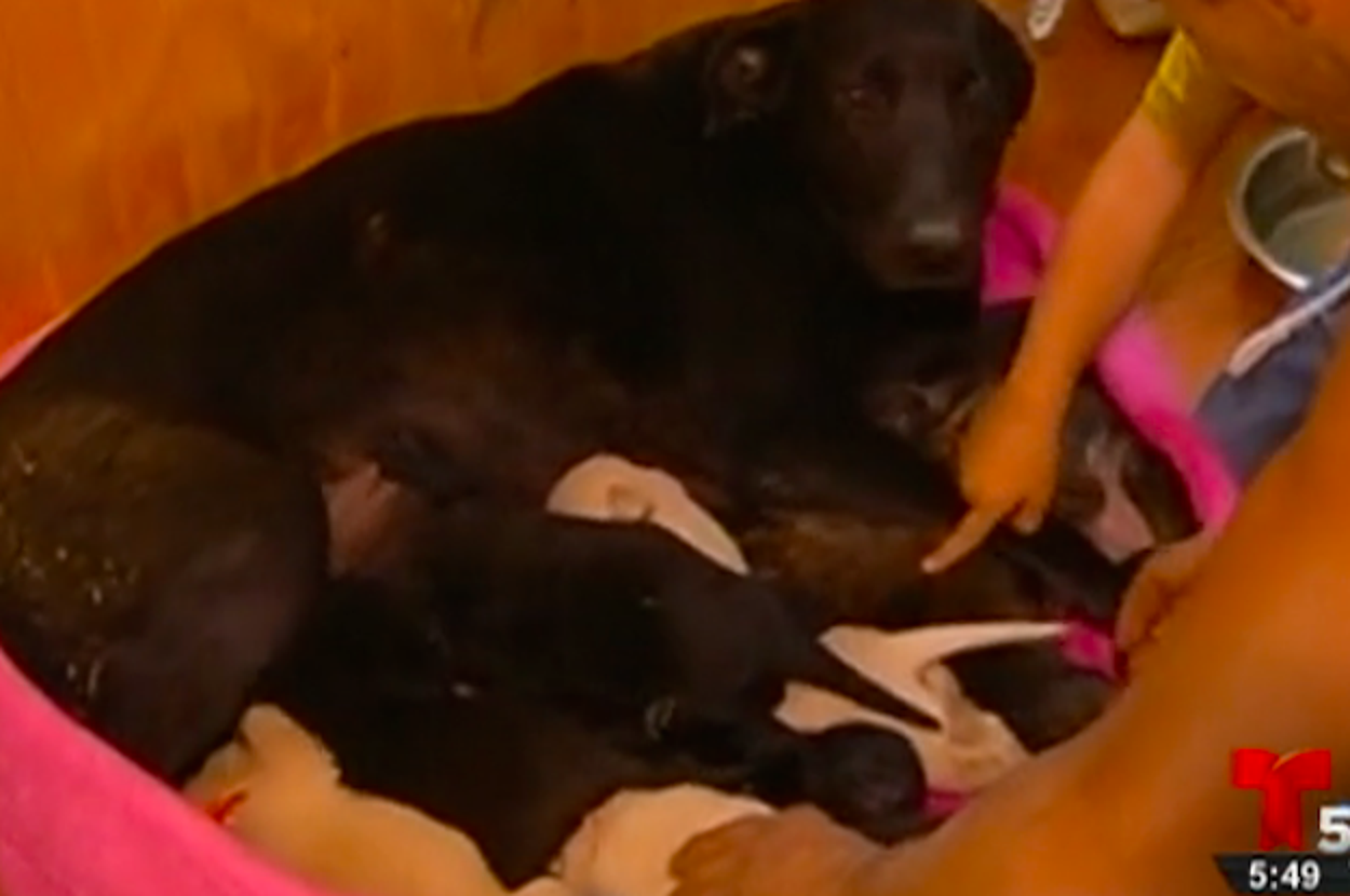 A Dog Saved Her Puppies From A Forest Fire By Digging A Hole For Them