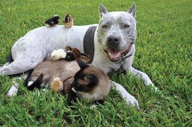 pitbull as a pet