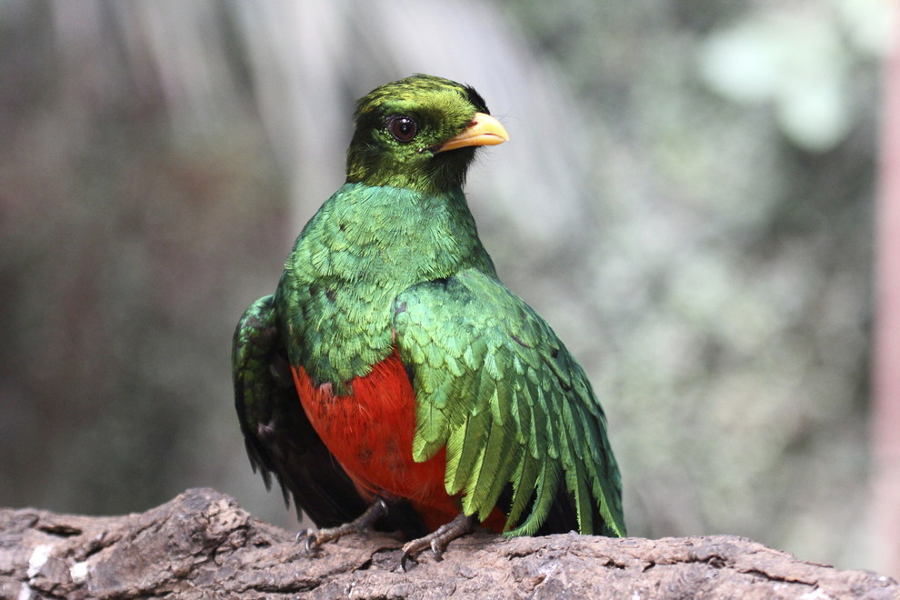 Su ave nacional, el Quetzal, es el pájaro más horroroso que haya existido en el planeta.