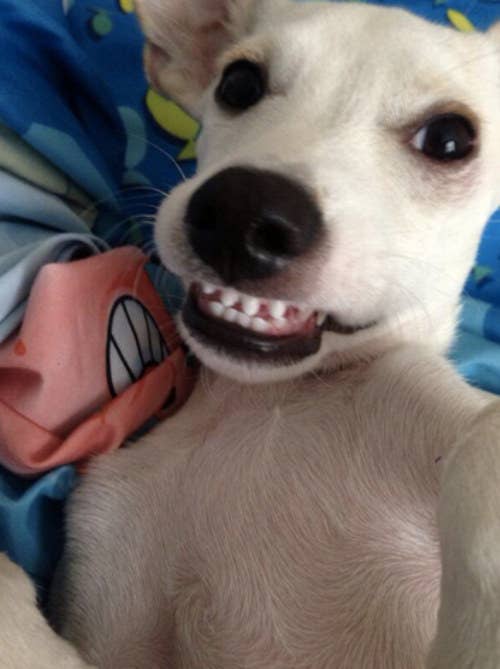 16 Cachorros Sorrindo Que Vao Te Ajudar A Enfrentar O Dia De Hoje Te desejo um bom dia! 16 cachorros sorrindo que vao te ajudar