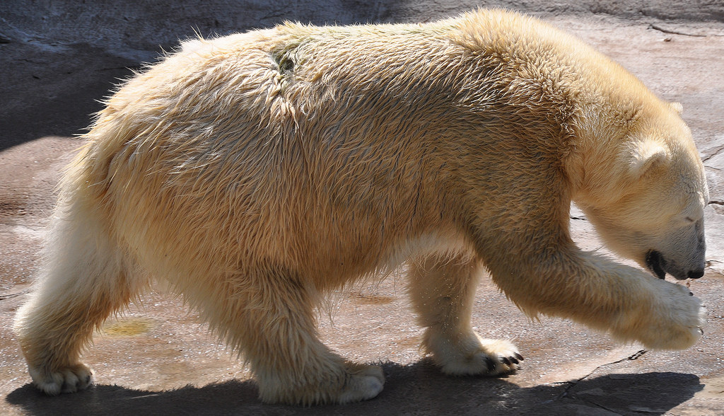 bear snores on animals