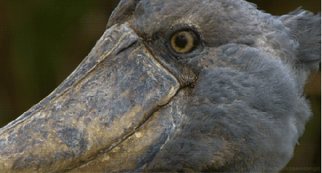 Because we used to think that no other animal, besides our closest relatives like chimps, could actually be very intelligent. A non-mammal? Please. In the 1990s, the idea that one bird could think about another's mental state (theory of mind) was preposterous, according to a 2005 study.Birds are freaking smart, OK. The 2005 study found evidence that some birds, like parrots and crows, have ape-like intelligence. Their forebrains are roughly the same size, and in some cases, they are even SMARTER than apes.