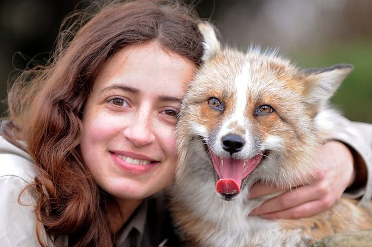 Ce Renard Recueilli Quand Il Etait Bebe Se Prend Aujourd Hui Pour Un Chien