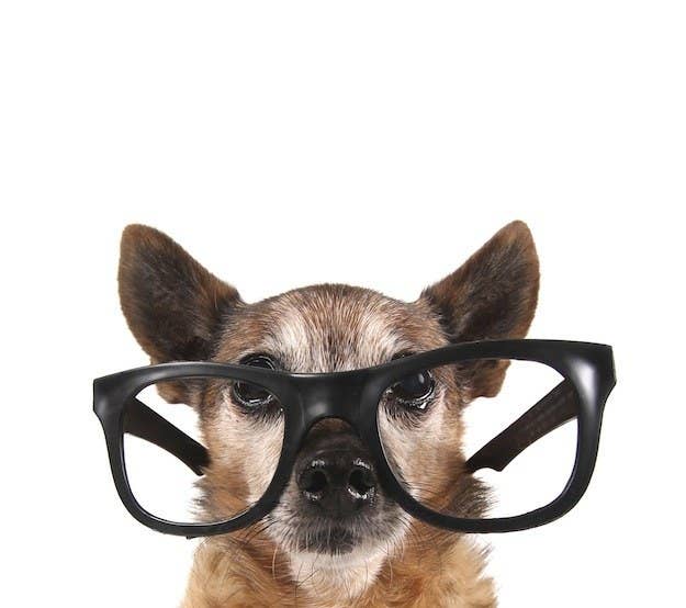 The 14 Smartest Dogs In All Of History