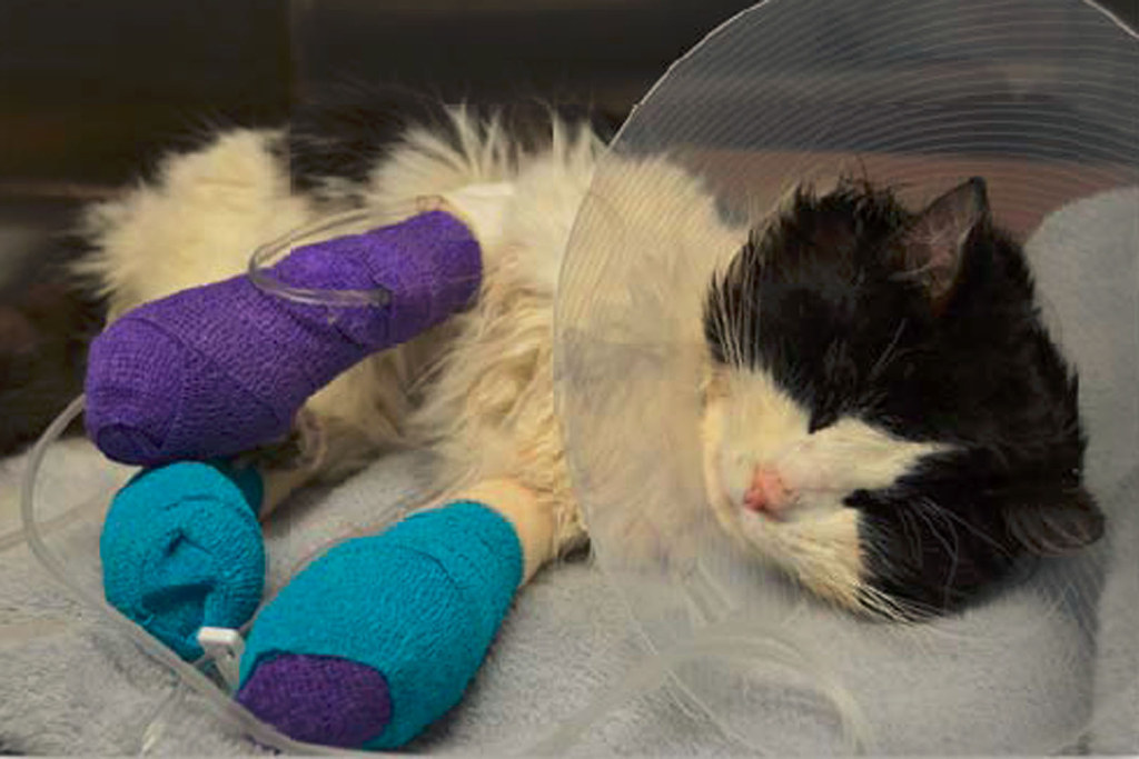 On Wednesday, rescuers were notified of a stray kitty with electrical tape wrapped around his paws. Apparently, someone had taped the paws so tightly, it had cut off blood circulation to his legs, completely destroying them and causing severe infection.