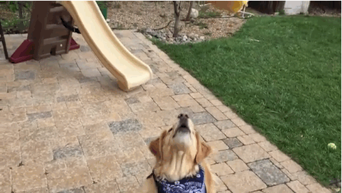 anigif_enhanced-4173-1427134305-12.gif