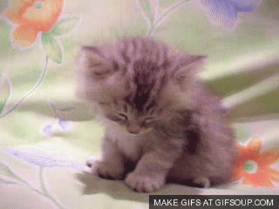 No internet wormhole is worth feeling like a zombie the next day (unless it involves cats).