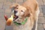 This Golden Retriever Totally Failing To Catch Food Is The ...