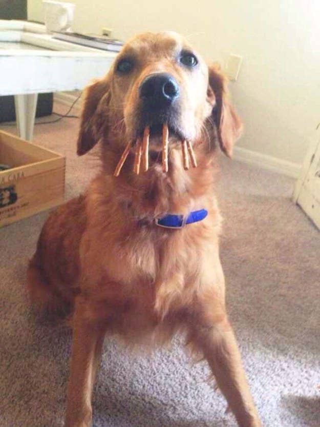 19 Times Riley The Golden Retriever Was Your Favorite Goofball