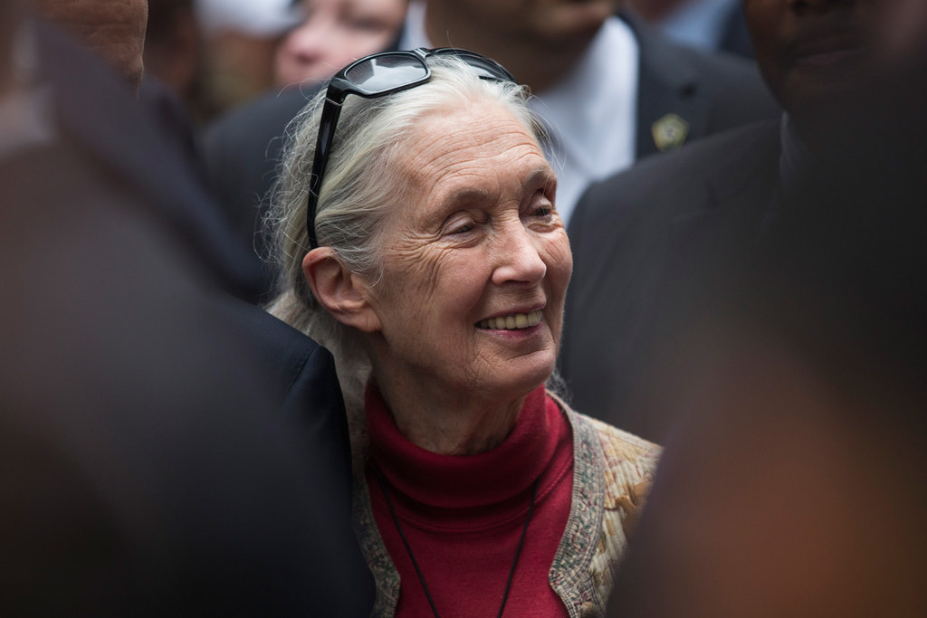 When she was 26, she left home and arrived in what is now Tanzania, armed for research with nothing more than binoculars and a notebook.