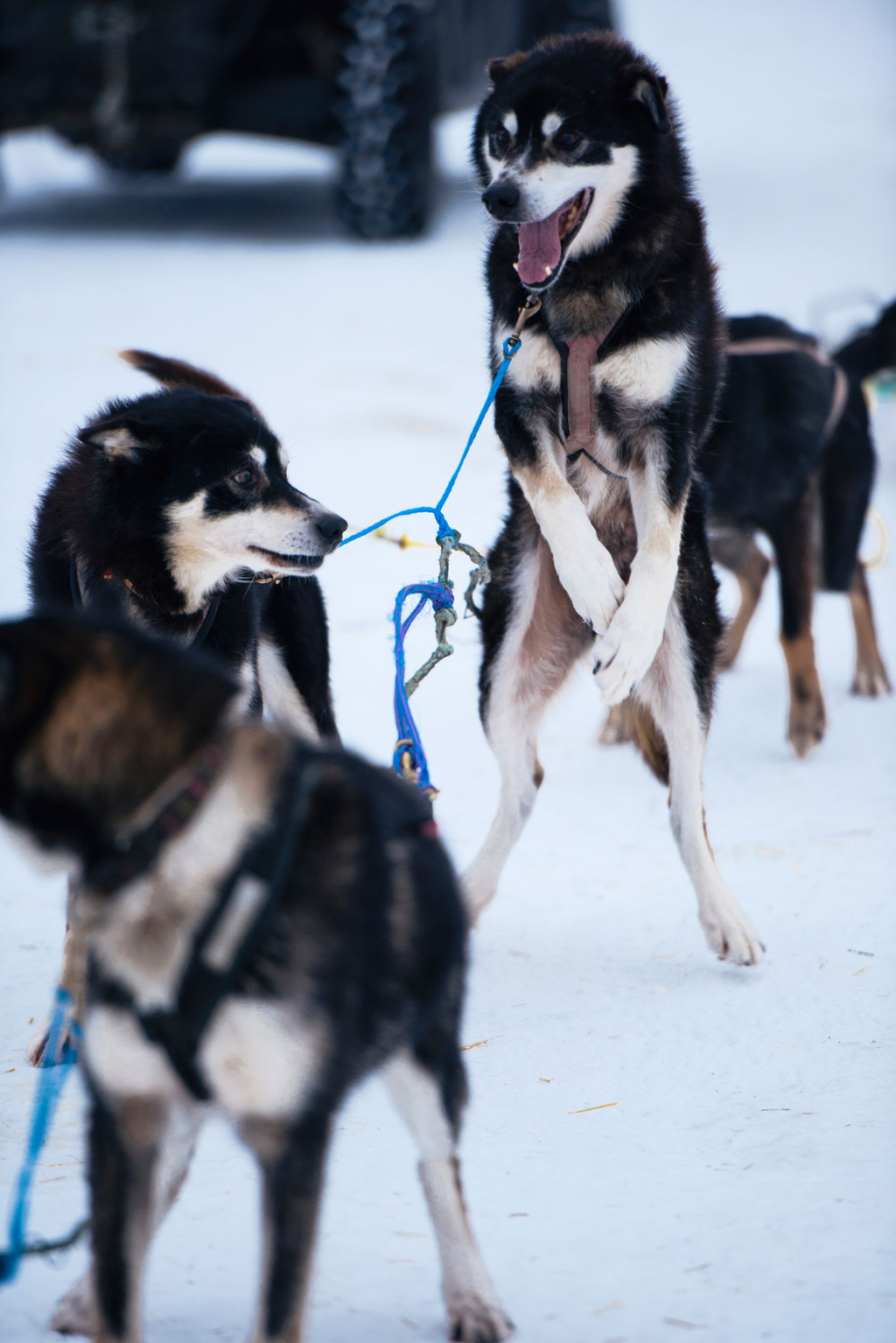 A Day In The Life Of 12 Alaskan Sled Dogs