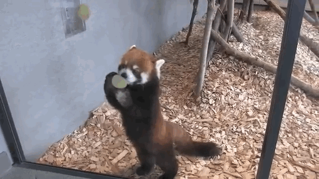 red panda eating gif