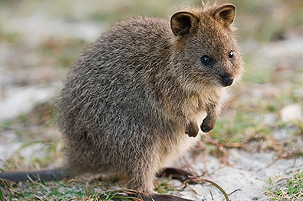 7 Reasons Quokkas Are Australia's Most Adorable Animals