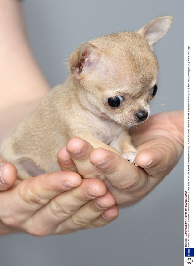 Very deals small chihuahua