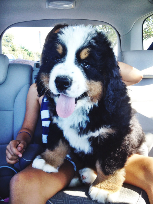 This is not enough to cool down, so your pup will pant to help reduce his body temperature. On very humid days or in a small space, like a car, panting still isn't enough to cool down your pup--be mindful!