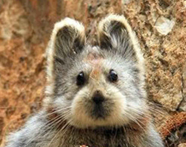 Ili Pika Seen for 1st Time in 2 Decades, Shows 'Teddy Bear Face' in China -  ABC News