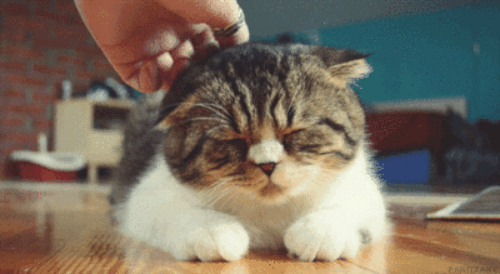 Playing with your pet is fun, sure, but it's also relaxing and even therapeutic. Plus, it may also be good for your cardiovascular system! So go ahead and pet 'em — they'll thank you for it.Submitted by Stuart