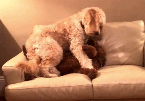 Snugglz uses handy charts to find the most comfortable position for laying on the couch together all weekend. It's specially designed to ensure 1) arms and legs won't fall asleep and 2) no limbs are hanging off the couch during a scary movie.