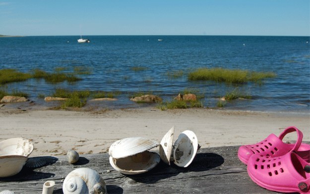And probably can't resist a pretty shell when you see one now as an adult.